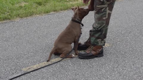 episode 1 following the leash walking sit front obedience puppy training pitbull pup rednose