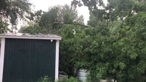 Tornado damaged tree fell over
