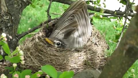 Robin building a nest