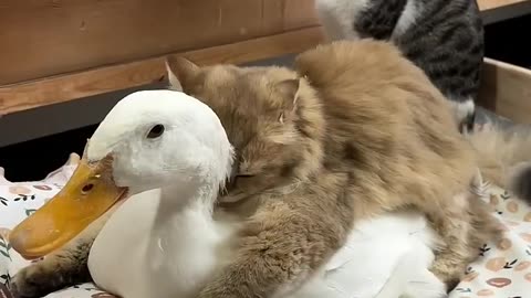 Cute cat with duck funny moments 😅 #viral #cat #funny
