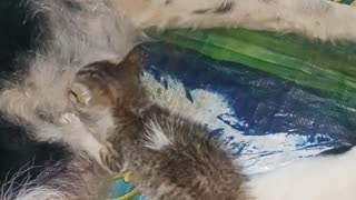 Mama Dog Breastfeeds Kitten