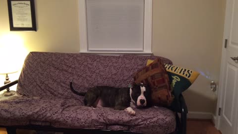 Dog doesn't like pillows