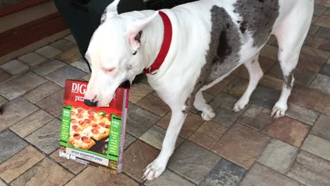Hilarious Great Dane pizza delivery service
