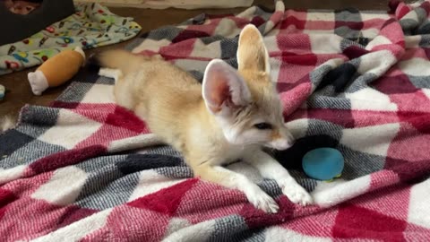 <> A CUTE FENNEC FOX <>