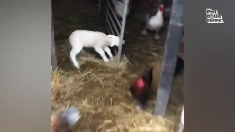 FUNNY FARM ANIMALS