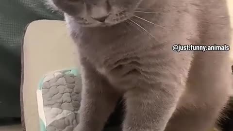 Funniest cat 🐈😺 wow amazing feat........Funniest cat 🐈😺 wow