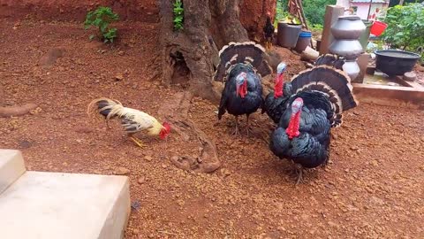 Turkey vs Rooster 🐓 3turkey birds attack the 1 rooster !