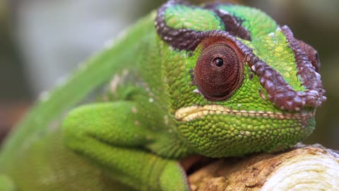 #Chameleon# Chameleon video# Animal# Animal video#