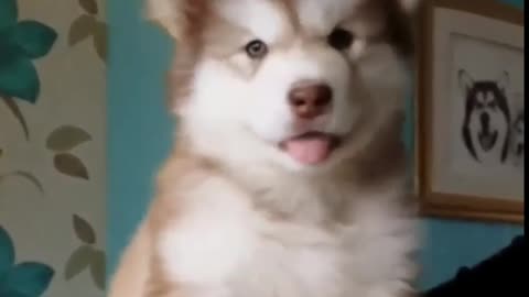 Dog showing aggression || funny dog video||cute dog||guard dog.