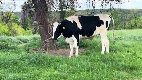 Holstein Bull Scratching his Horns with a Tree Rope