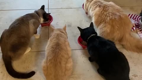 Cats eating food