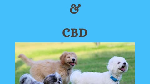 CBD and Dogs go together like pizza and wings.
