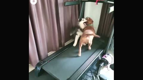 funny dogs running in treadmill