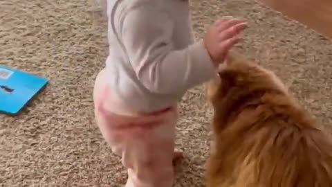 Funny animal videos|Cute animal videos |Funny dog&cat videos|Hilarious pet videos|funny video