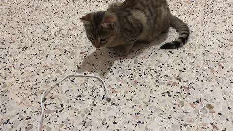 Cat's reaction when seeing the charging cable