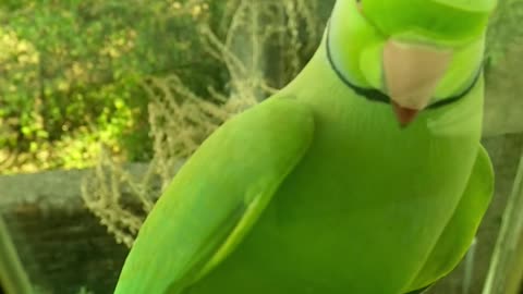 green pretty bird