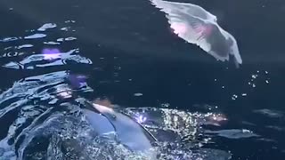 Dolphin Teasing a Seagull with a Fish