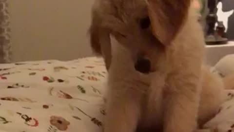 Golden Retriever Puppy Playing