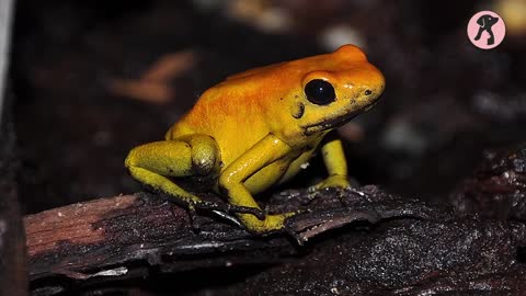 You Shouldn't Keep These 13 Poisonous Frogs As Pet!