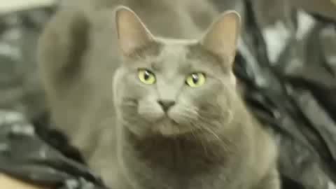Cat finds human sneeze amusing