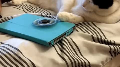 Lazy Kitty Prefers Taking A Nap Instead Of Playing With The Fidget Spinner