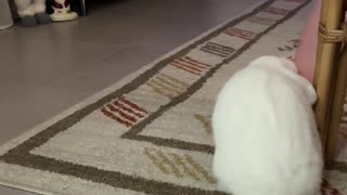 Cute Bunny Plays With Balloon