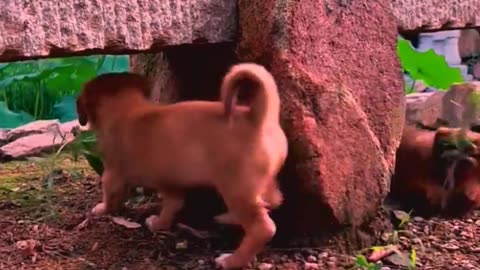 So cute animals #Animals #dog #cat #duck #monkey #adoremonkey #Monkey Animals20