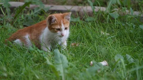 Watch: a very pretty cat playing among the weeds