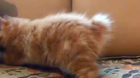 #Shorts#Funny Cat Play