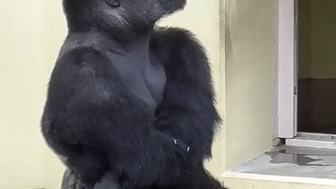 Silverback curious about thunder