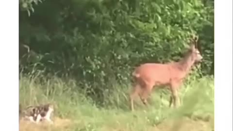 Cats thinks its a lion and attacks a deer 🤣