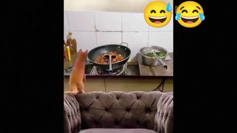 Funny babies and funny dog and cat 😂😂