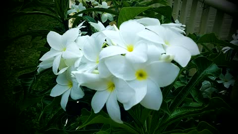 FLOWER: Plumeria