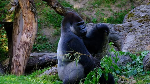 Discovering the Fascinating World of GORILLAS
