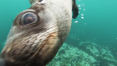 Sealions say hello to scuba divers!