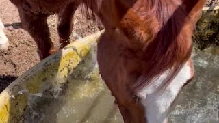 Horsing Around in the Water Trough