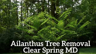Ailanthus Tree Clear Spring MD Removal Landscaping Contractor