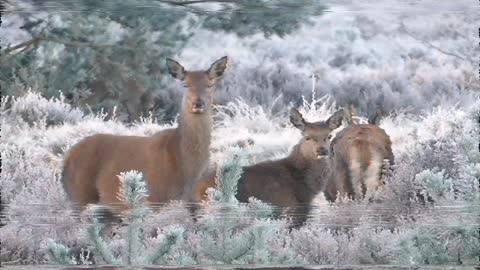 deer in the forest