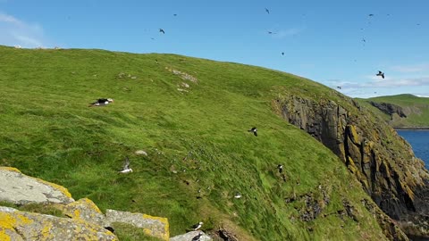 Incredibly special close time with thousands of puffins on Shiant Isles, Outer Hebrides, Scotland