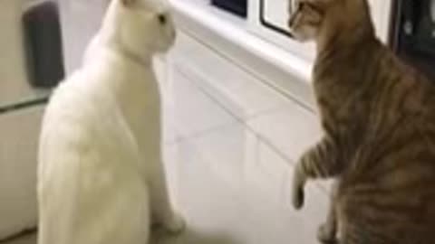 Cats talking