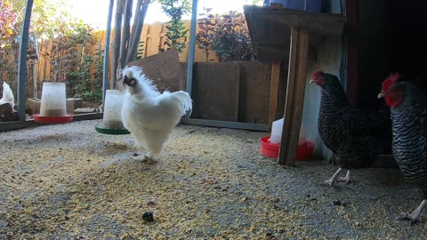 Backyard Chickens Fun Relaxing Video Sounds Noises Hens Clucking Roosters Crowing!