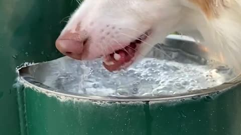 Cute dog is very thirsty coming from gym.