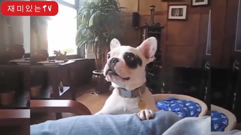 Funny barking dogs - a funny barking dog videos. Compilation