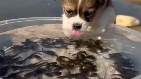 Puppies and Tadpoles