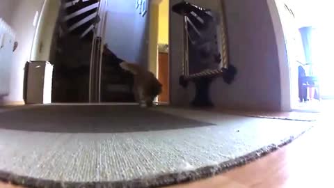 The Apartment Lion killing a wild tennis ball in slow motion