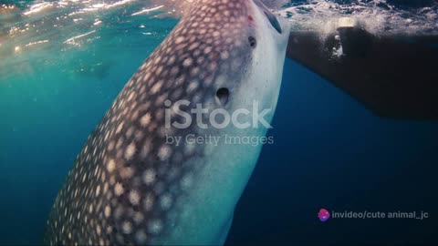 Whale Shark Encounters Swimming with the Gentle Giants of the Sea