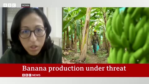 Banana production under threat | BBC News