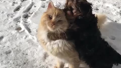 A dog hugging a cat♥️