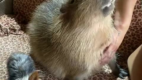 Capybara Loves Getting Neck Scratches