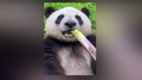 Panda enjoys eating bamboo